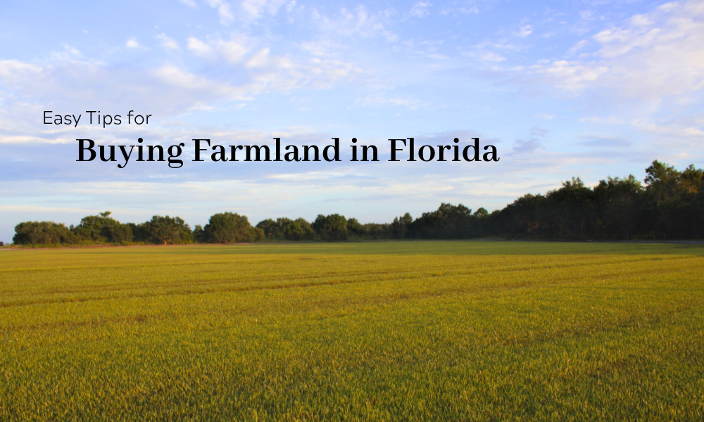 Easy Tips for Buying Farmland in Florida